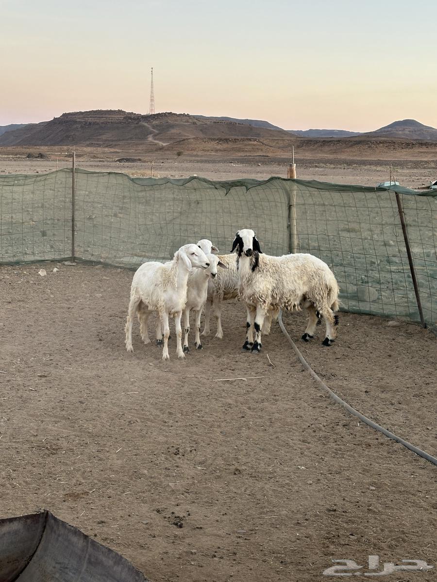 طليان للبيع64463944709249110