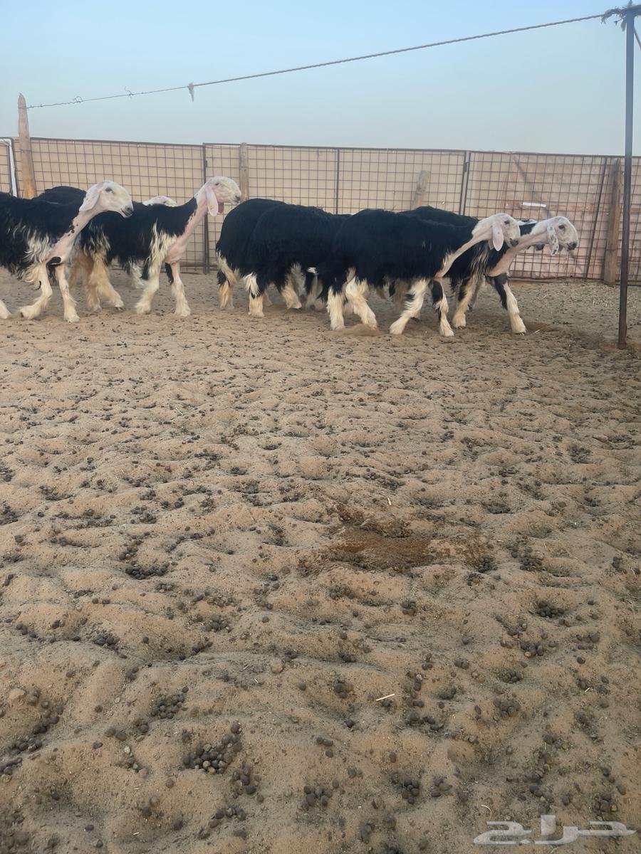 عرض بيع جذعات نجد صنف منوت القناي64461911560833110