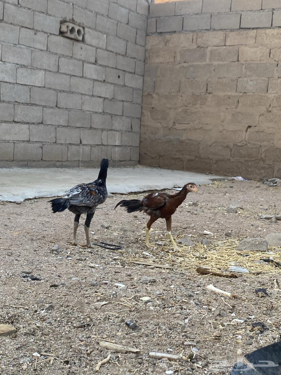 ديكه باكستانيه64462185338113110