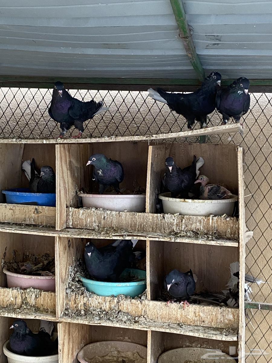 ترثه تركيبه للبيع64460761981186112