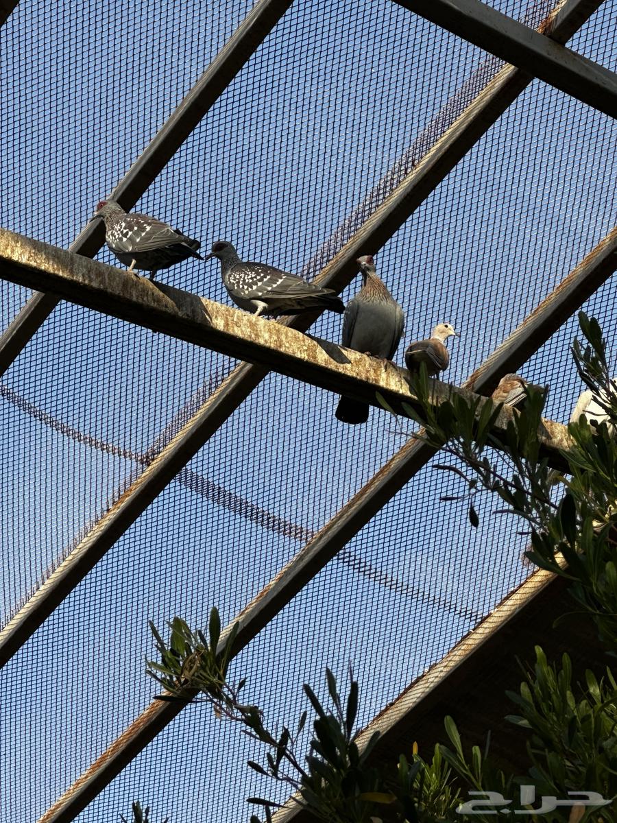 للبيع حمام قماري ابو جفن64460051324291111