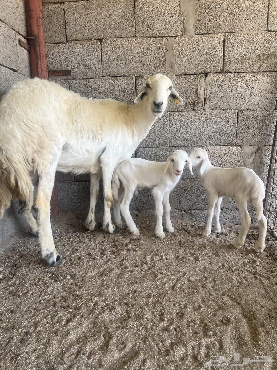 Hariyat Mutaouim 3 with her 664461282237698110