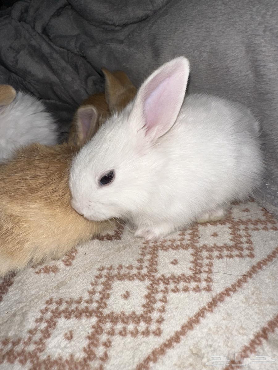 ارانب لي البيع64459498960385111