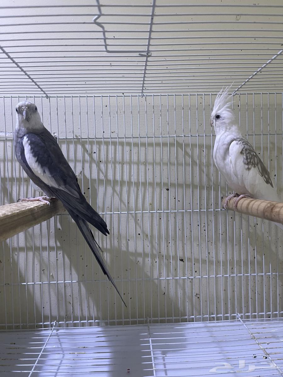 زوج كروان تم اللبيع64462541109506110