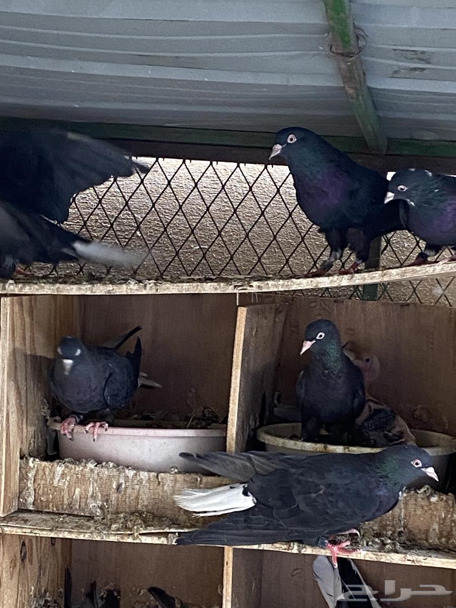 ترثه تركيبه للبيع64460761981186113