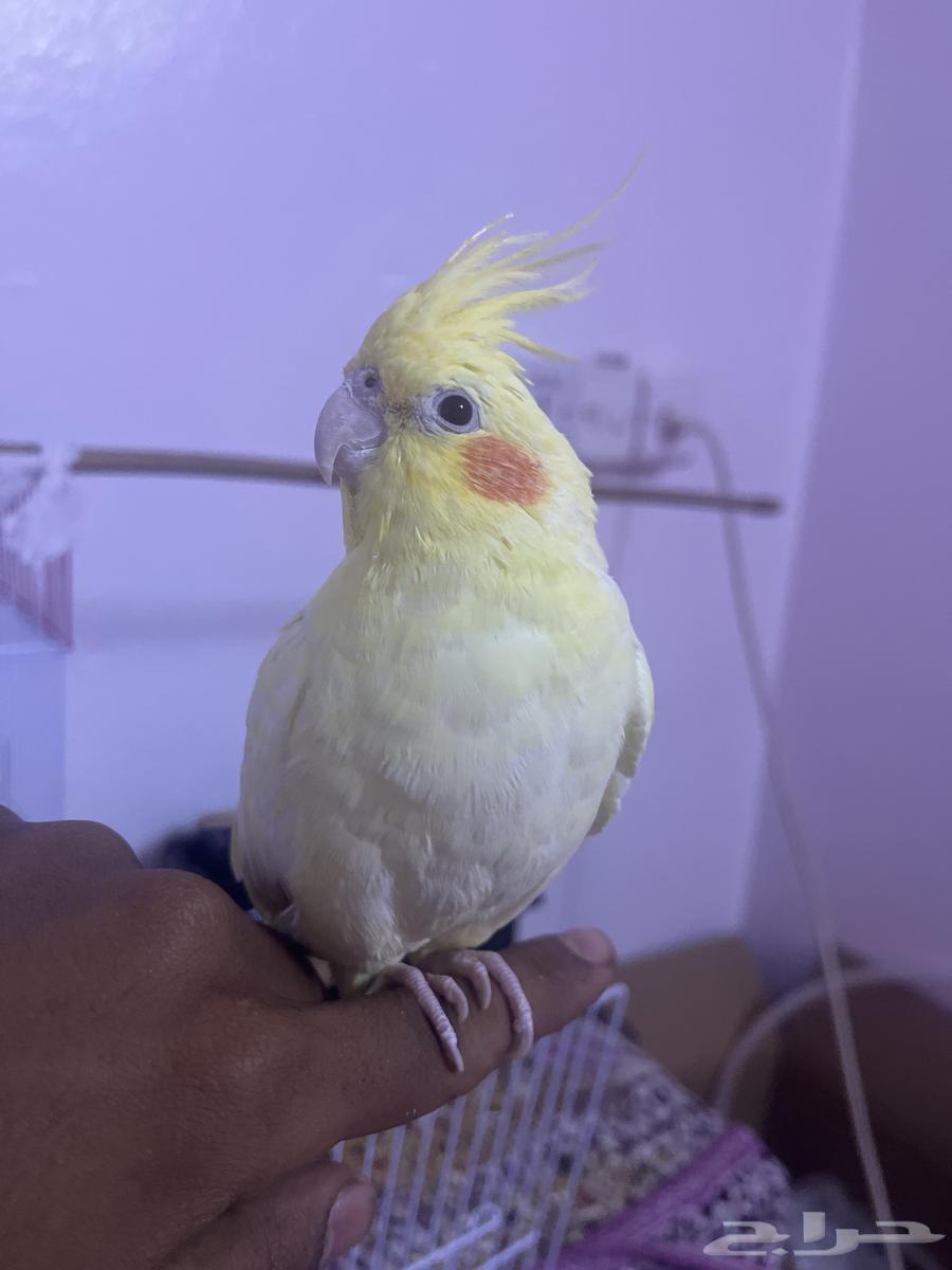 Tame Crow64460462155906110