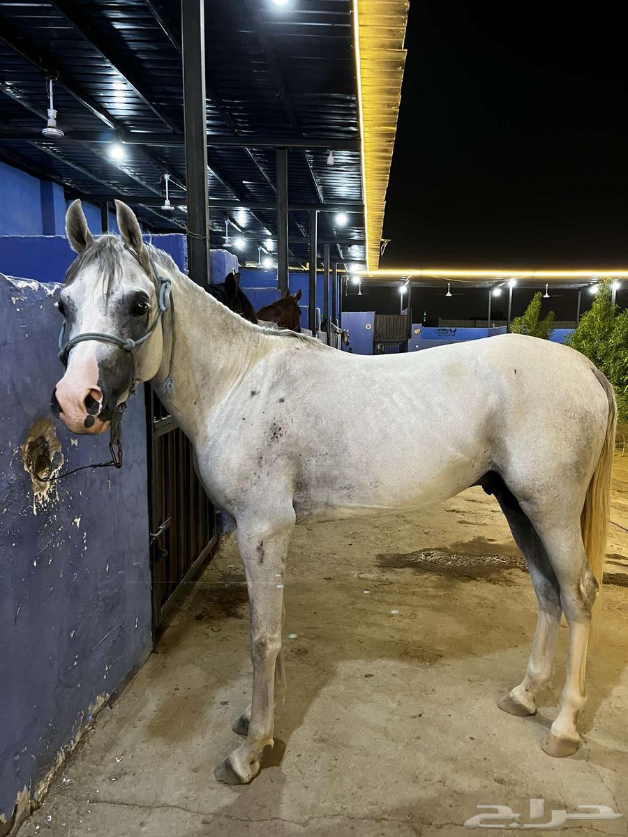 Popular charm of Sheikh Ma sha Allah, don't miss it64459124162177110