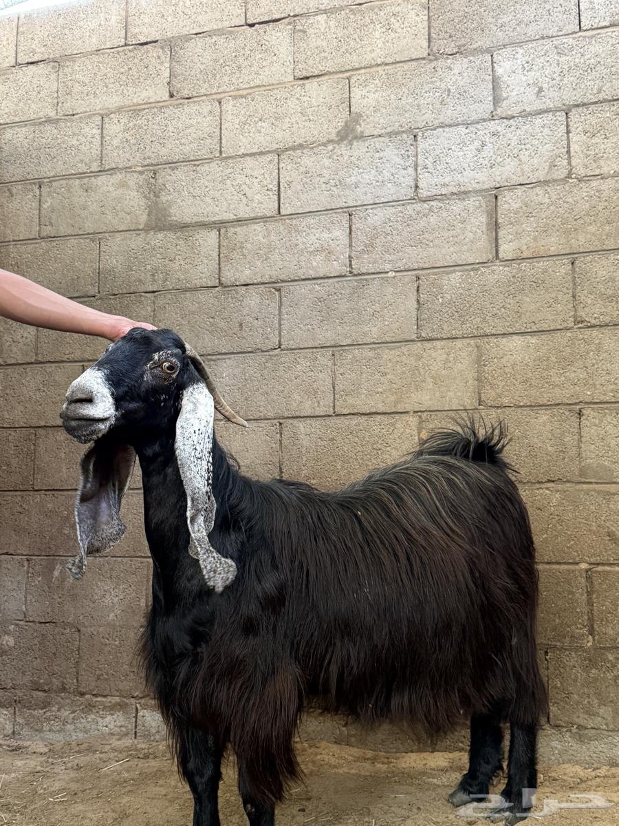 عنز للبيع64461339996801111