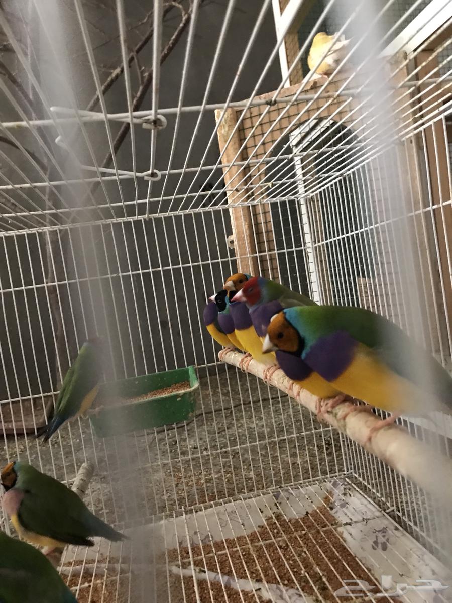 Golden64458585294339113