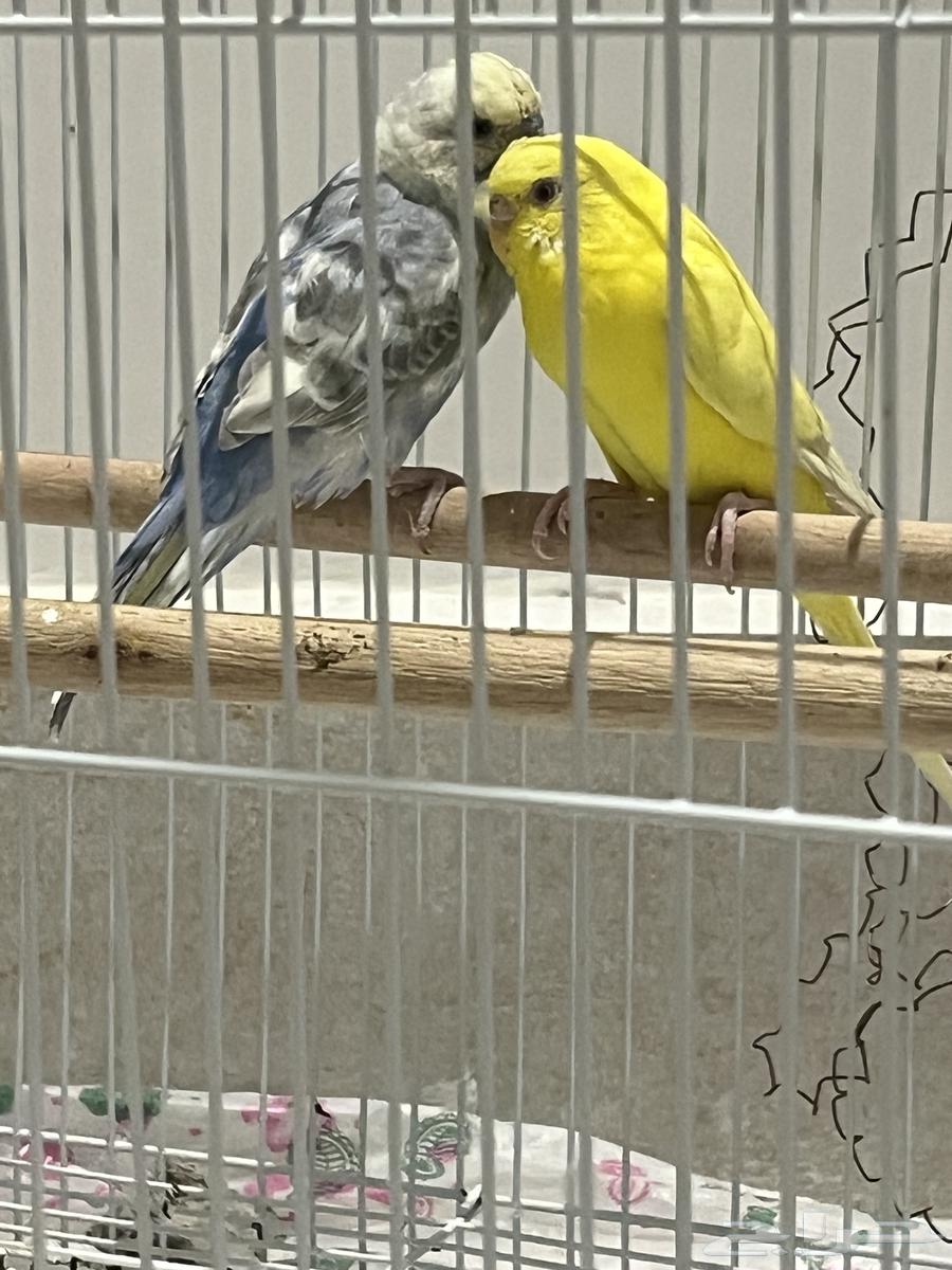 جوز بادجي جاهز للإنتاج البيع مستعجل64463559001217111