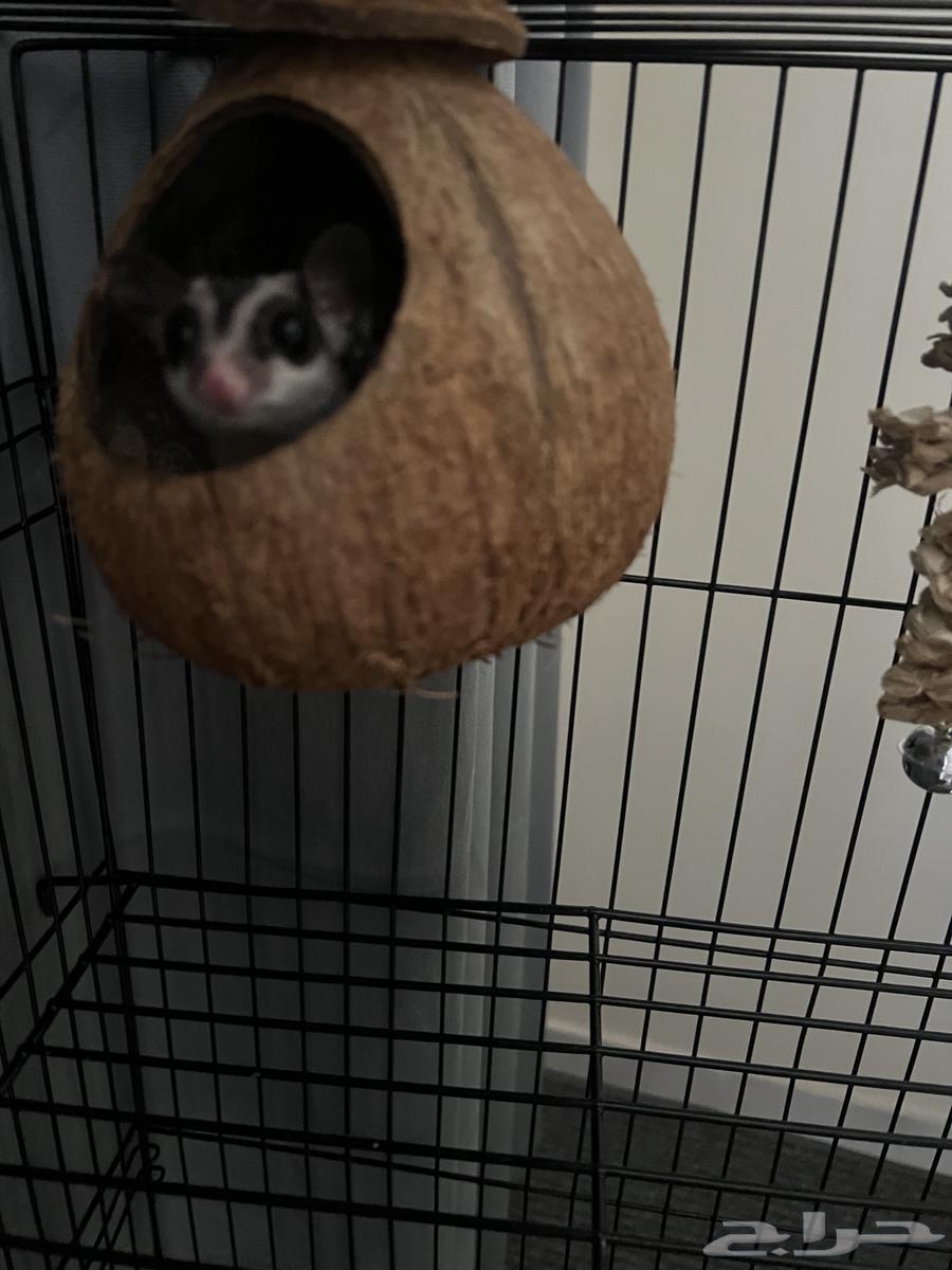 Sugar Glider64458644756097112