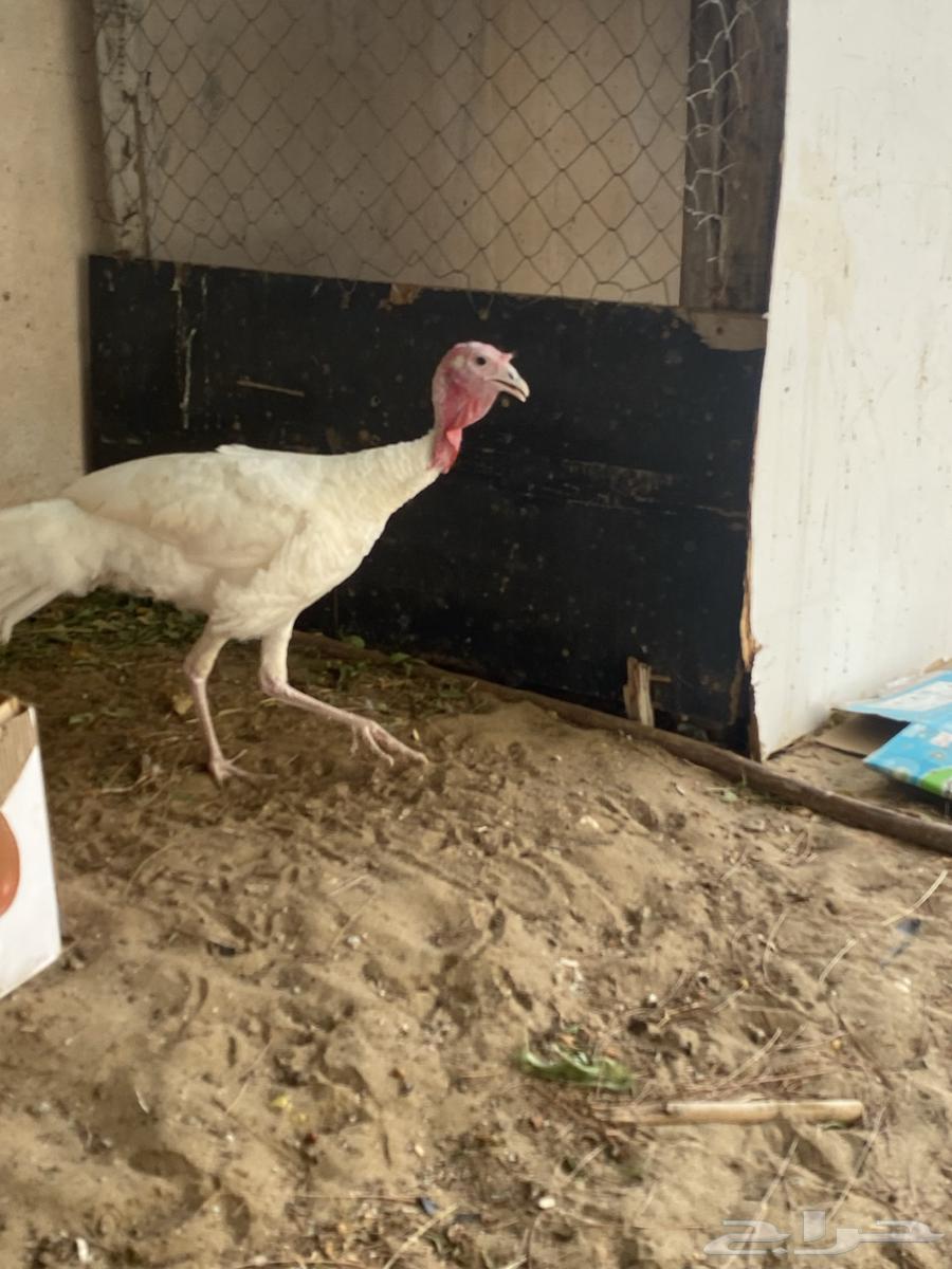 زوج رومي منتج (((تم البيع)))64457309478530111