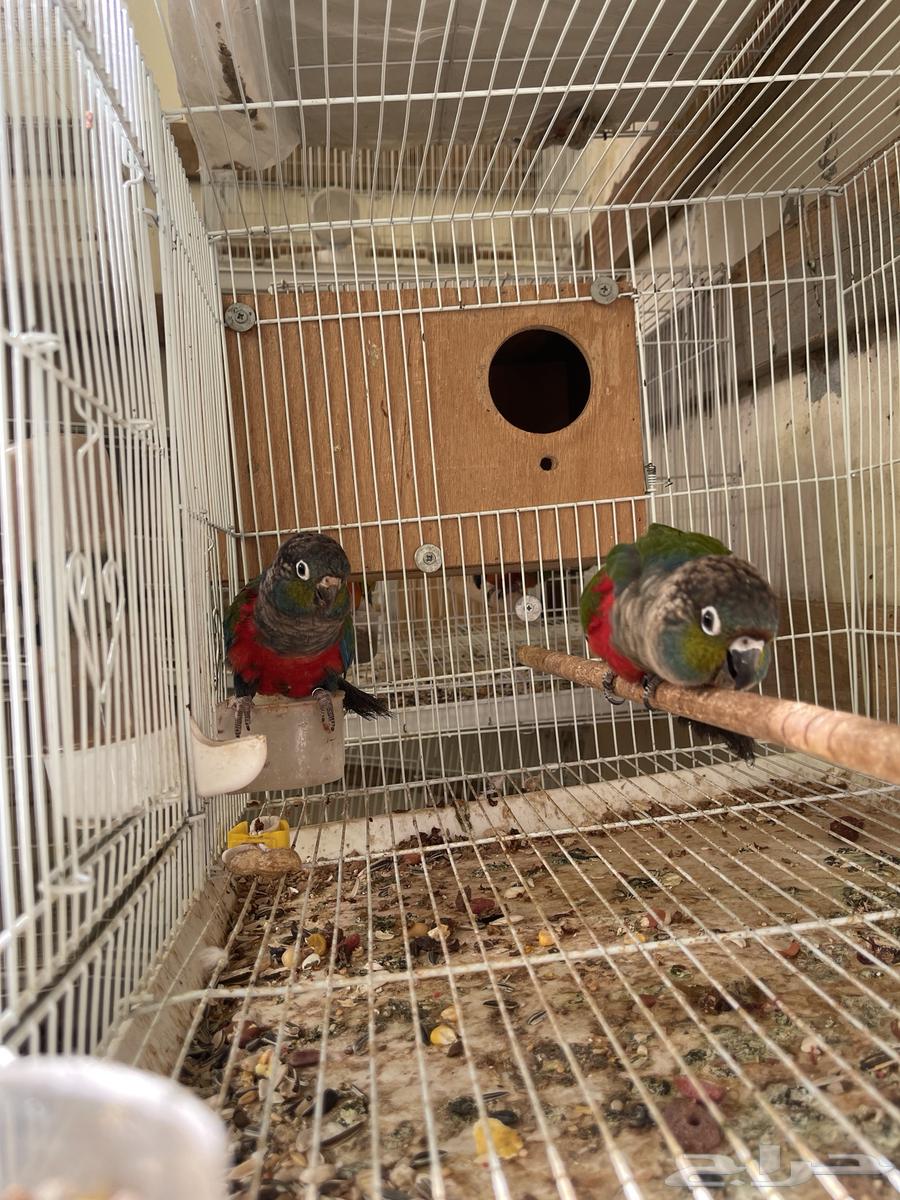 جوز كنيور كرمسون مباع64461172562305113