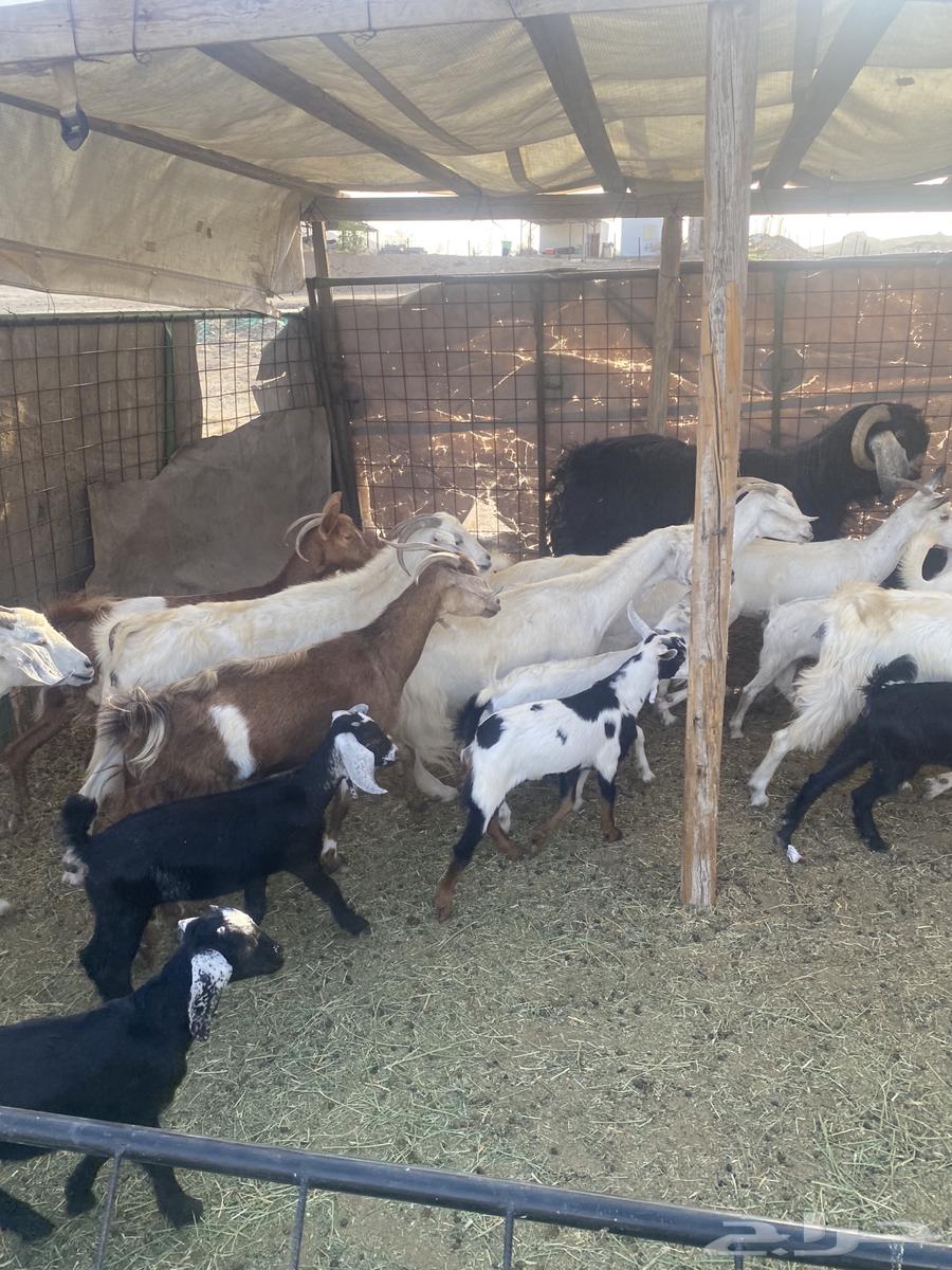 مع ا خلفات صغار تم البيع64464280537601110