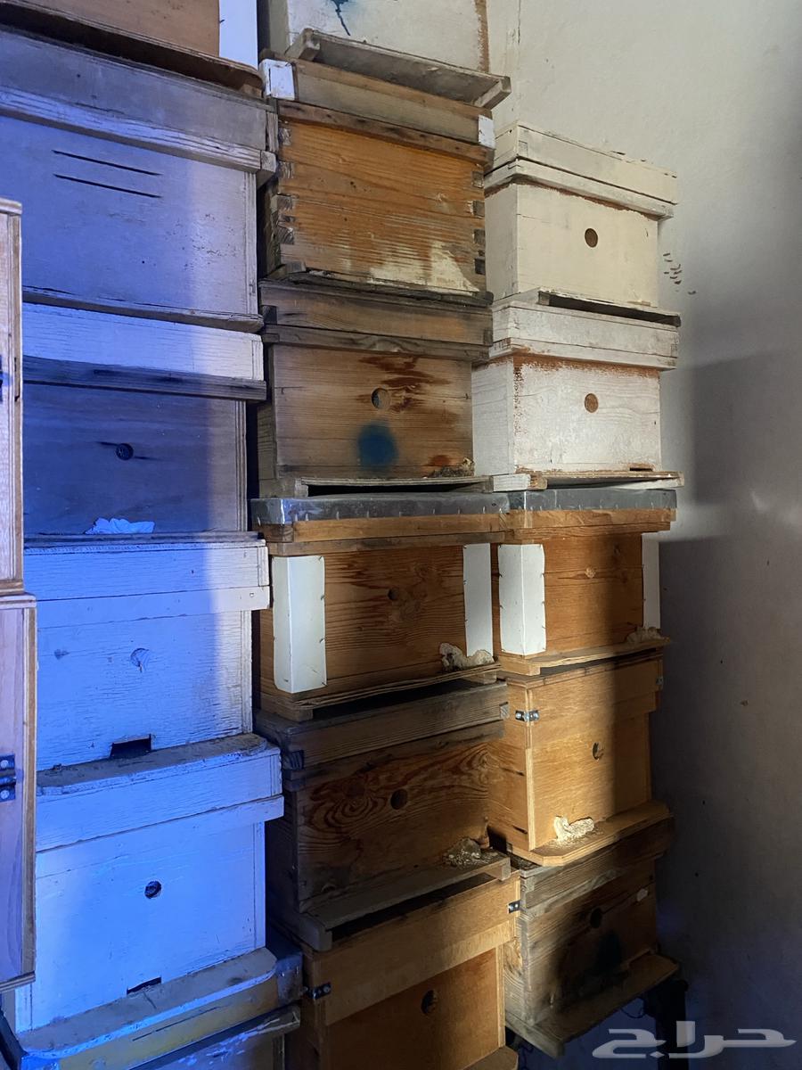 خلايا فرنجي نظيفه للبيع64459229319043110