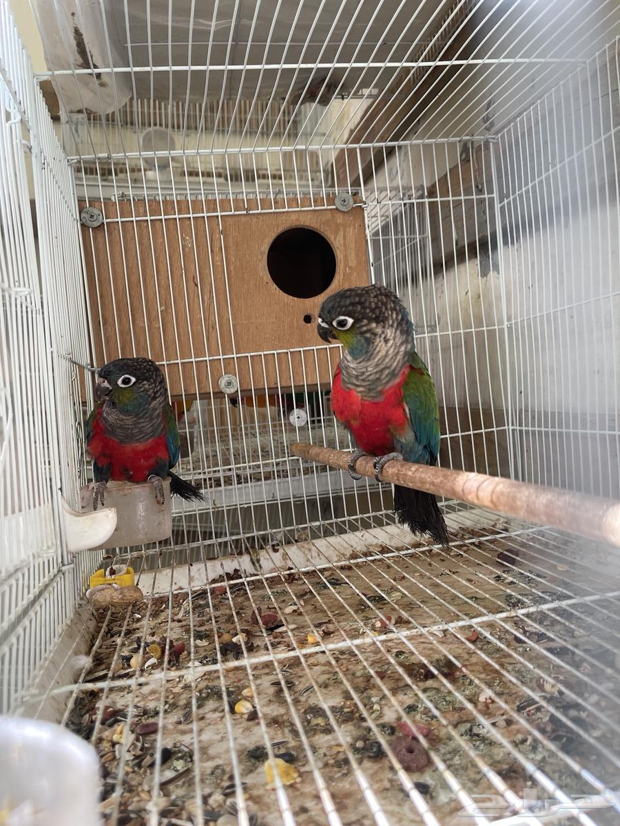 جوز كنيور كرمسون مباع64461172562305114