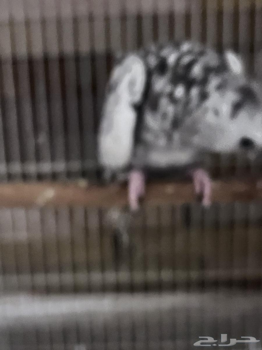 4 طيور كروان هولندية وطير روز64459260014721112