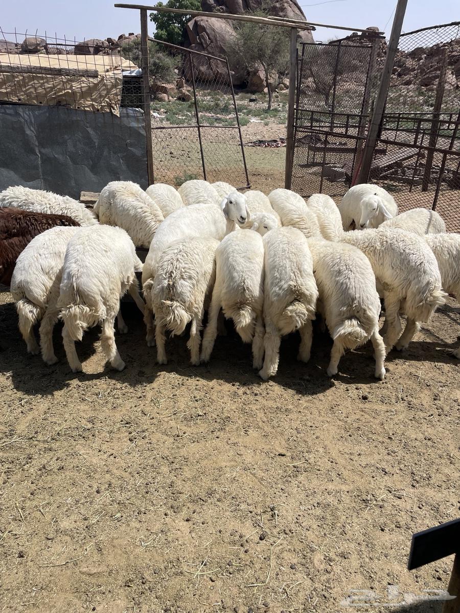 طليان ورخال حري64460161122947113