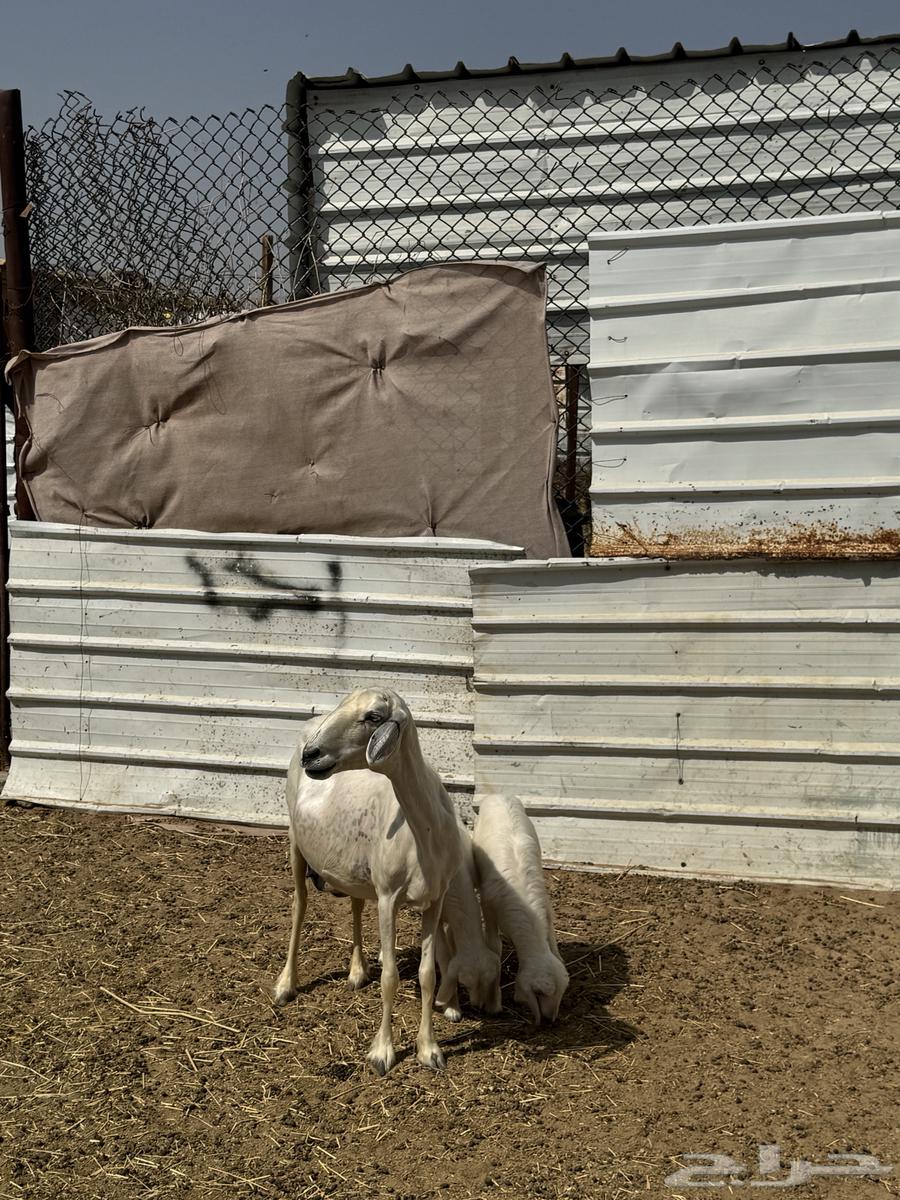 A yellow soft ewe with two speckled rams underneath64458871204226110