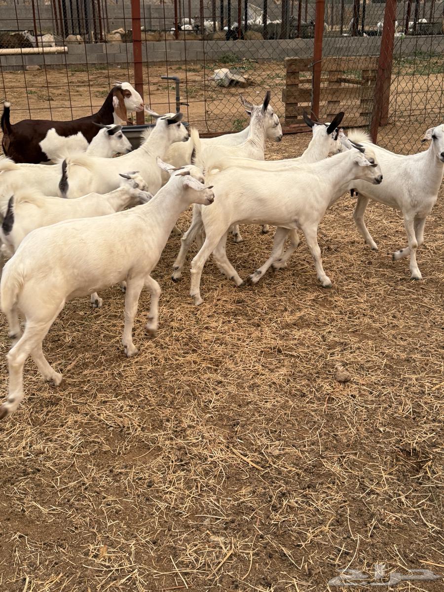 جفار بيشيات صنف64463390457218113