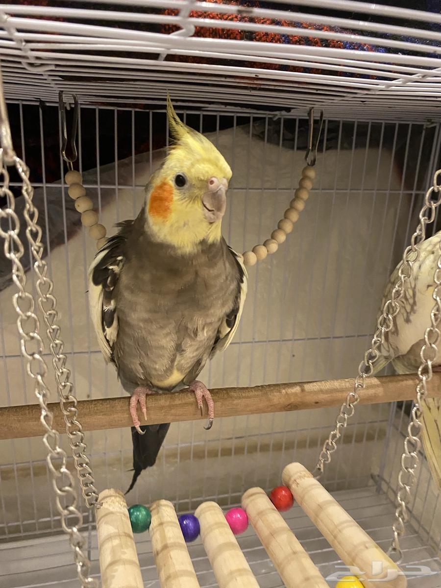 جوزين كروان للبيع64457888882947110