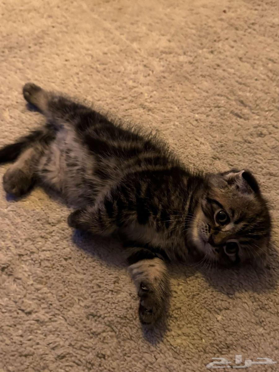 للبيع قطة سكوتش64462212392579111