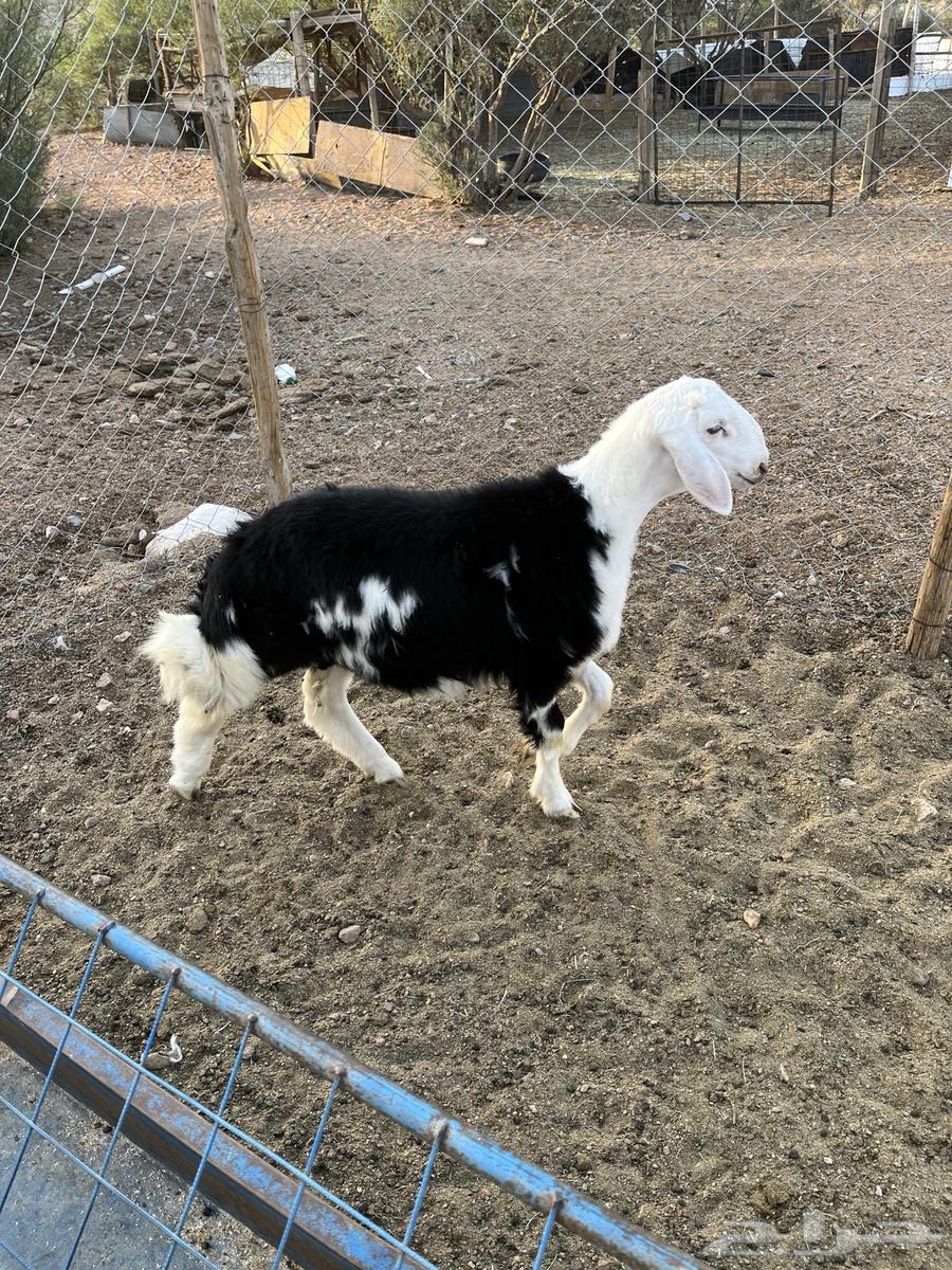 خروف نجدي عمره حول خمسة شهور مقفل شحم ونضيف64462049033603110