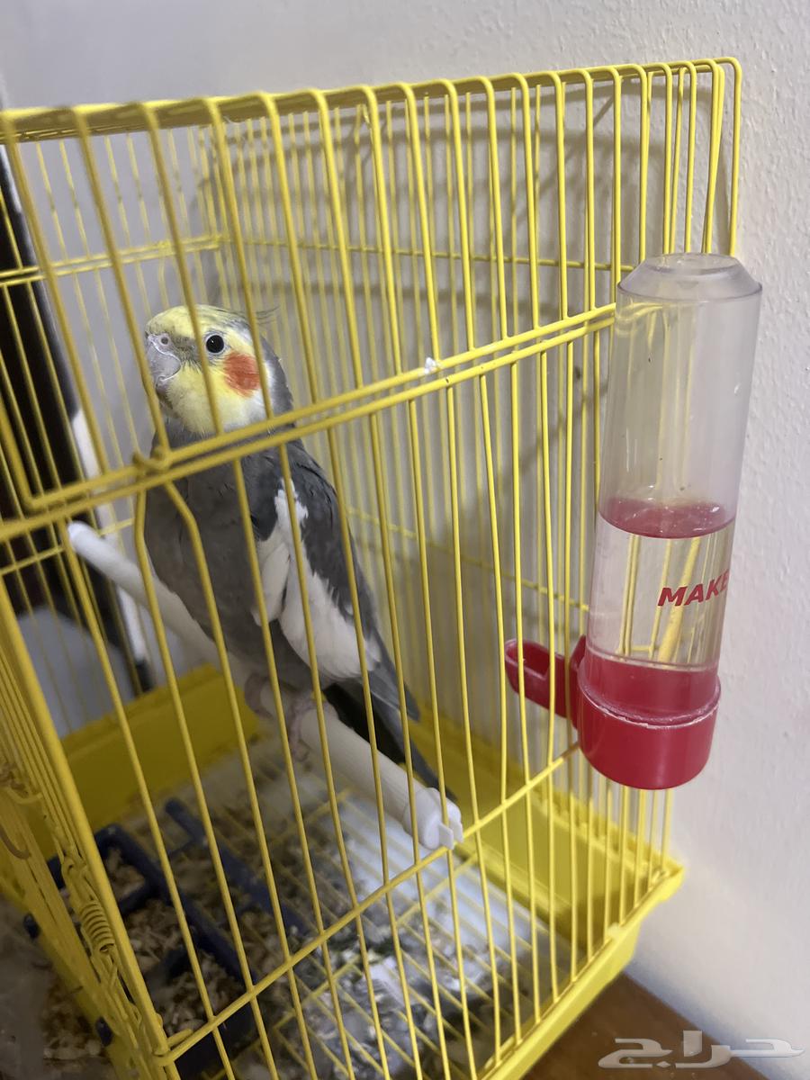 بغبغاء الكروان64457624306563111