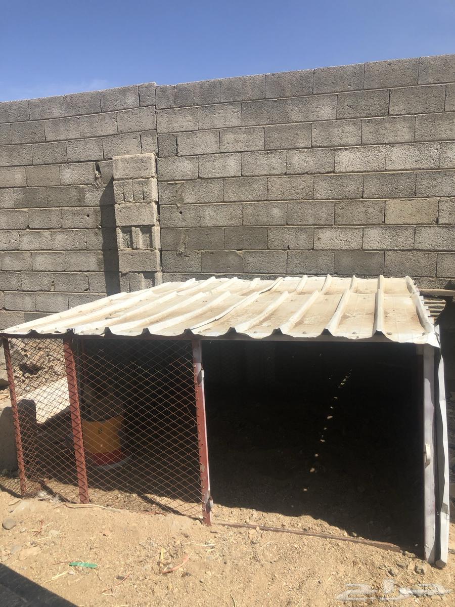 Chicken mesh 3x364463251379075112