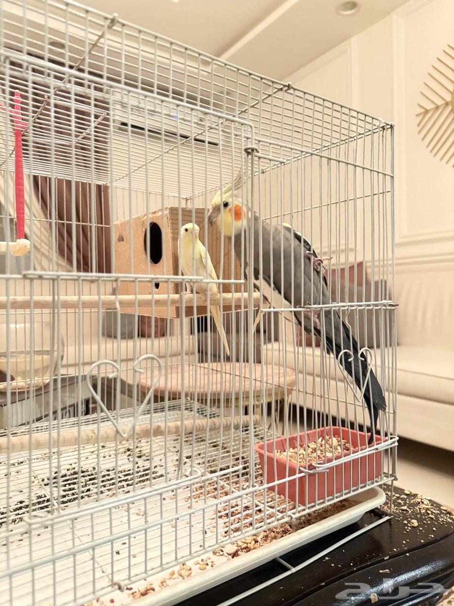 اعرض لكم كروان ذكر وجوز بادجي صحتهم ممتازه وأصواتهم جميله64464196186371111