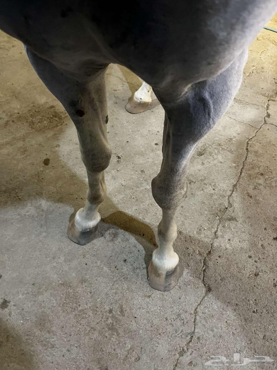 Popular charm of Sheikh Ma sha Allah, don't miss it64459124162177111