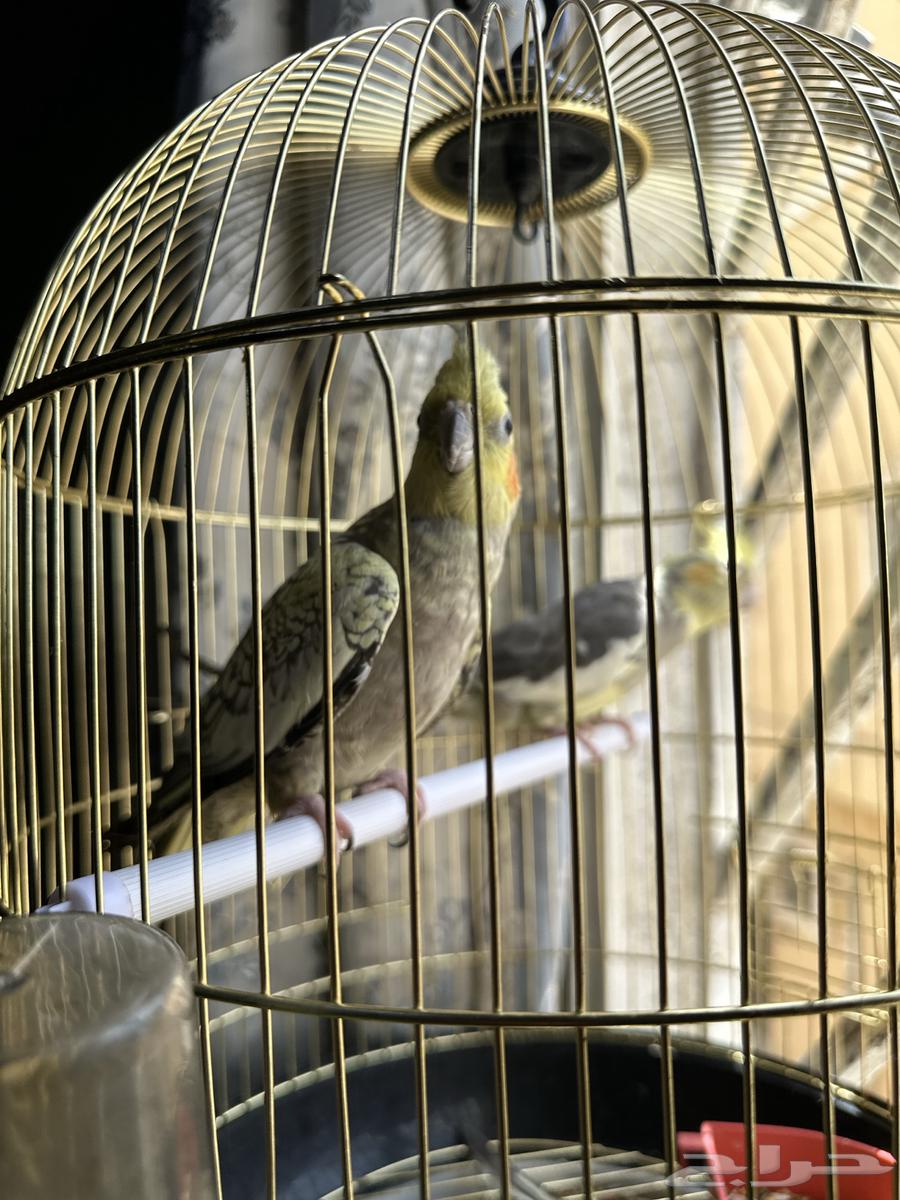 عصافير كراون ب350 قابل للتفاوض64459619826435112