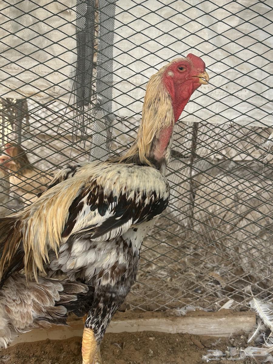 ديك ودجاجه فارسي مستوى توب ماشالله64462800813186114