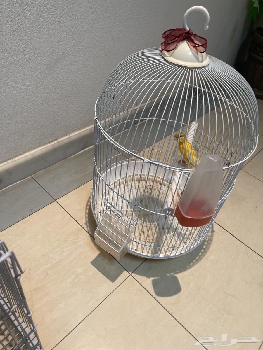 طيور للبيع64462555220738113