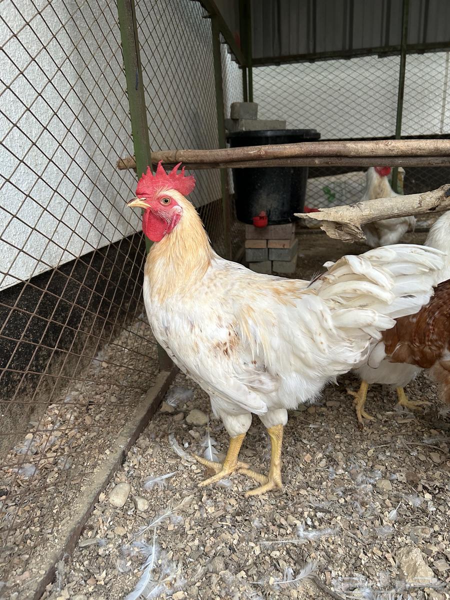 ديوك لوهمان براون64462130944643112