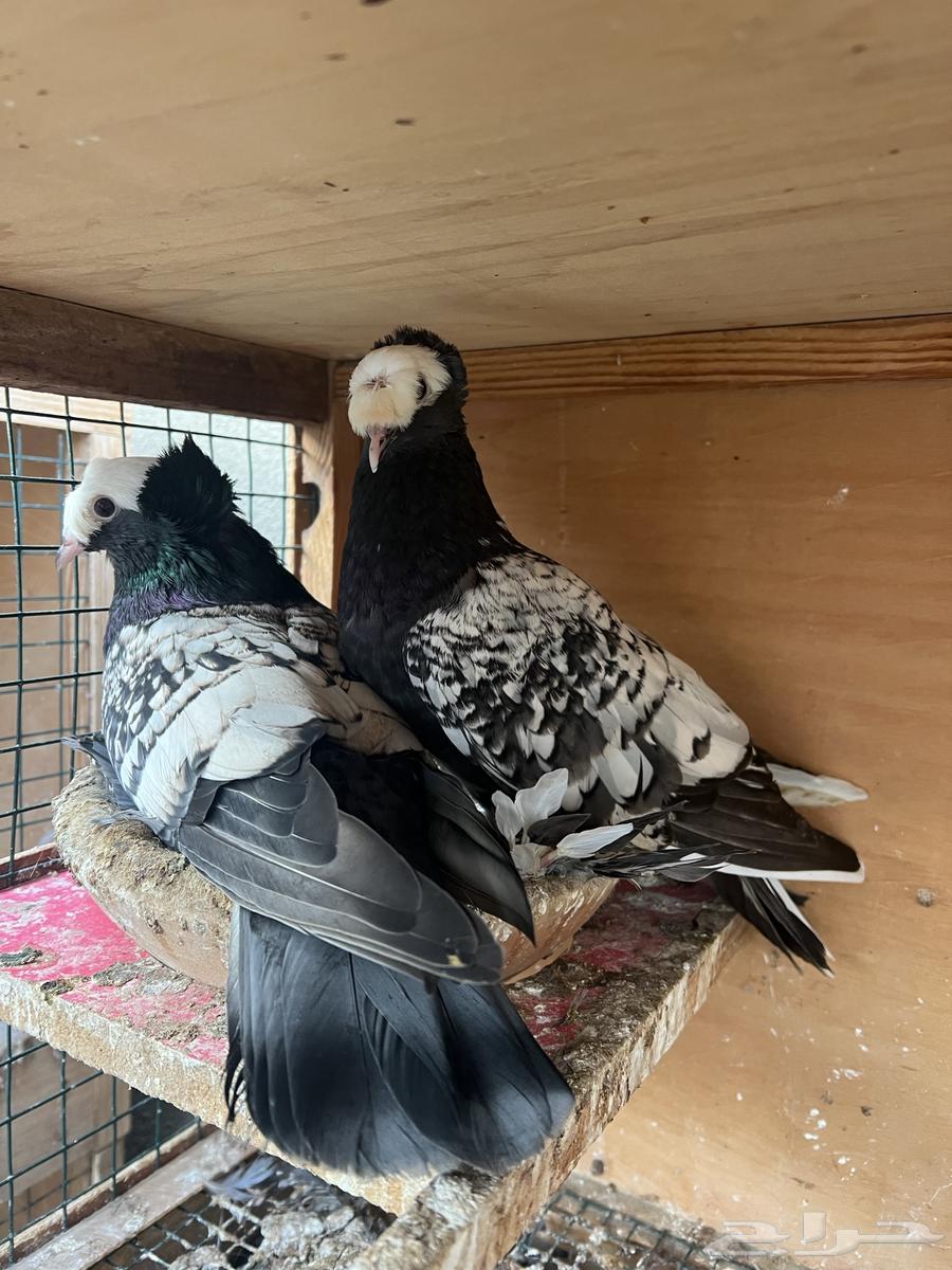Saxon pigeon pair, condition for sale64458363610243112