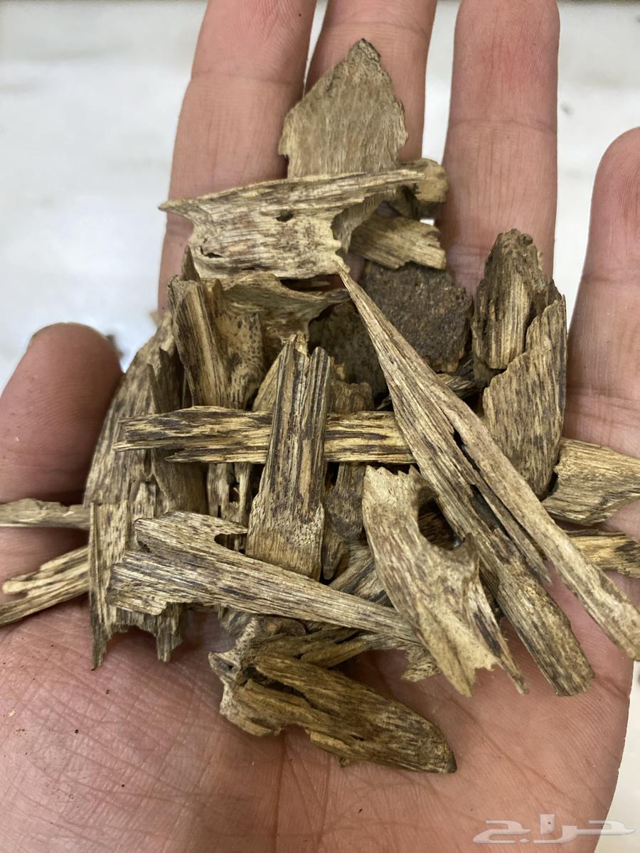 عود كلمنتان طبيعي سوبر مرتفع عرض اليوم الوطني64461431099265111