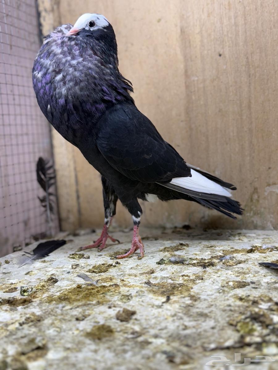 نفاخ سنب ستيجر64462800852609110