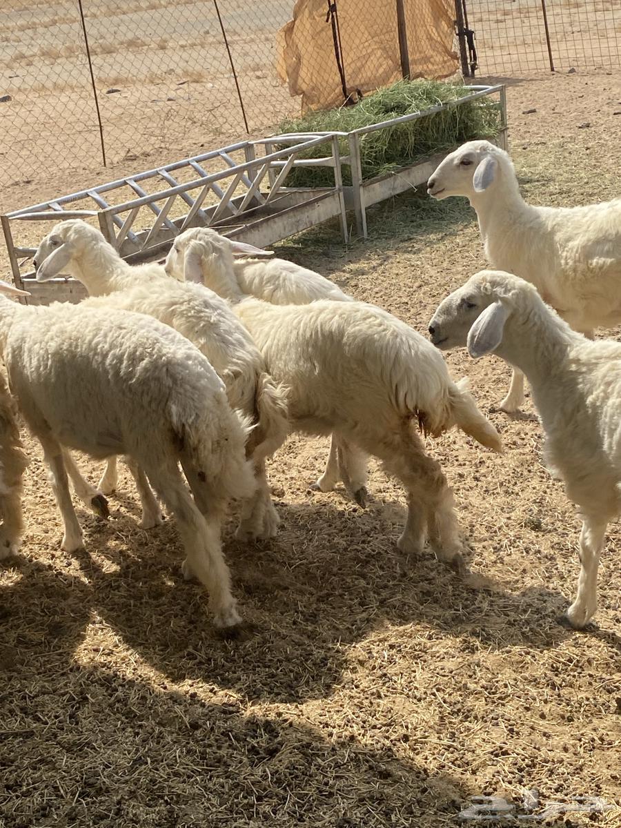 Whole or individual camel slaughter64458915904898112