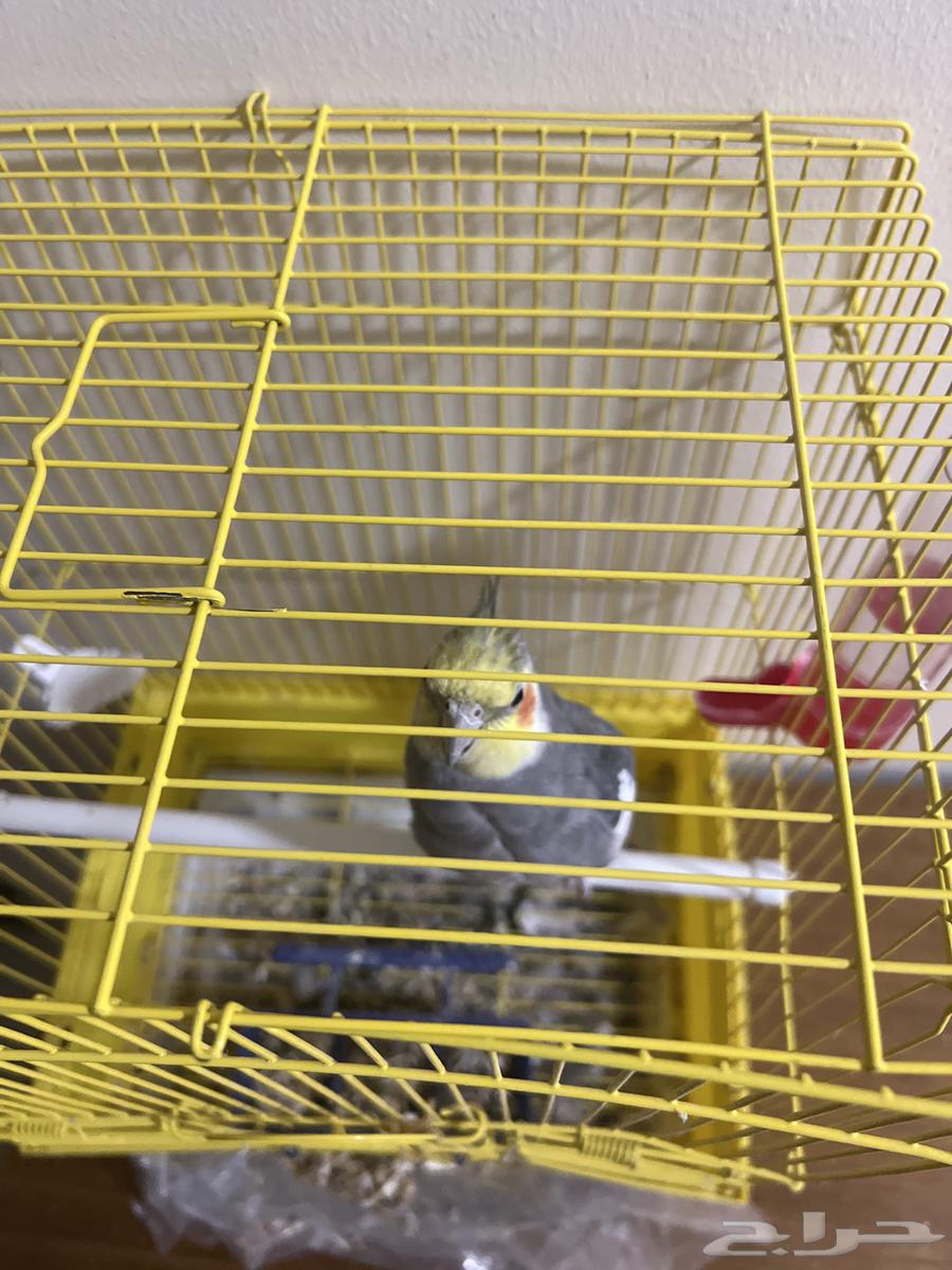 بغبغاء الكروان64457624306563113