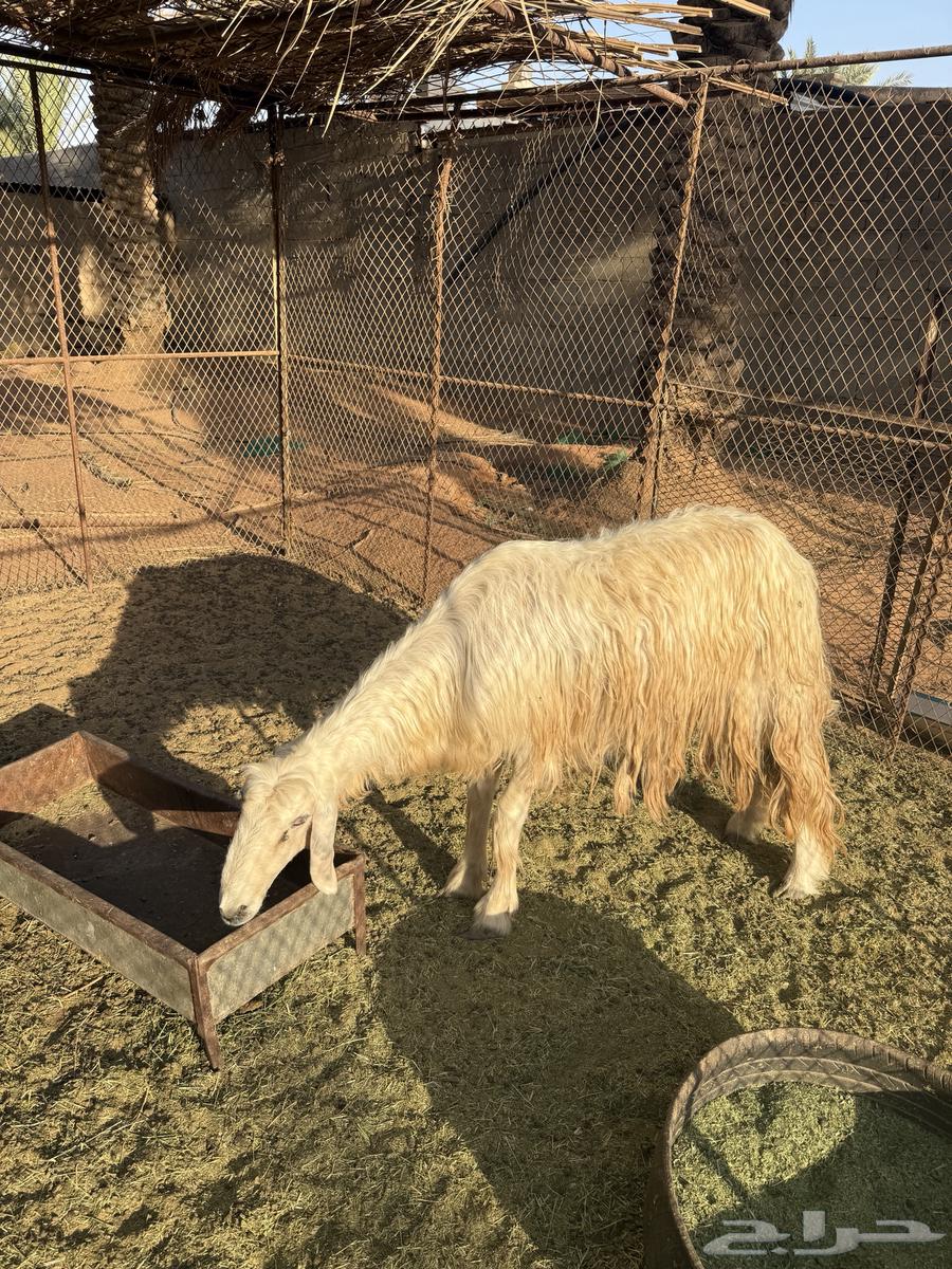 نعجة عيسية صنف للبيع64461357581570110