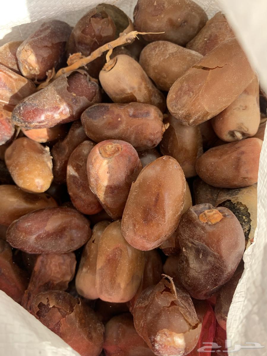 500 Halal Date Bags, Packaging in Sacks, Tins, and Cartons64462800828546110