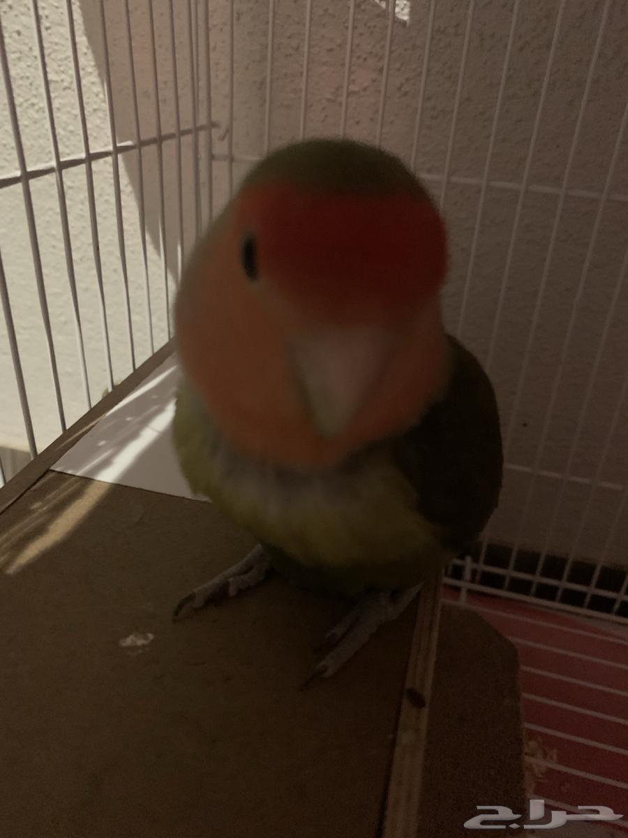 تم البيع ذكر روز شرط64462417165569110