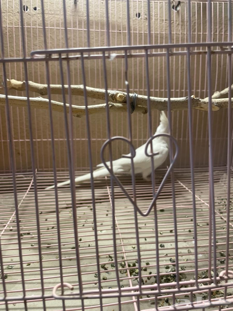 Two-and-a-half-year-old Crow Bird64458629400579110