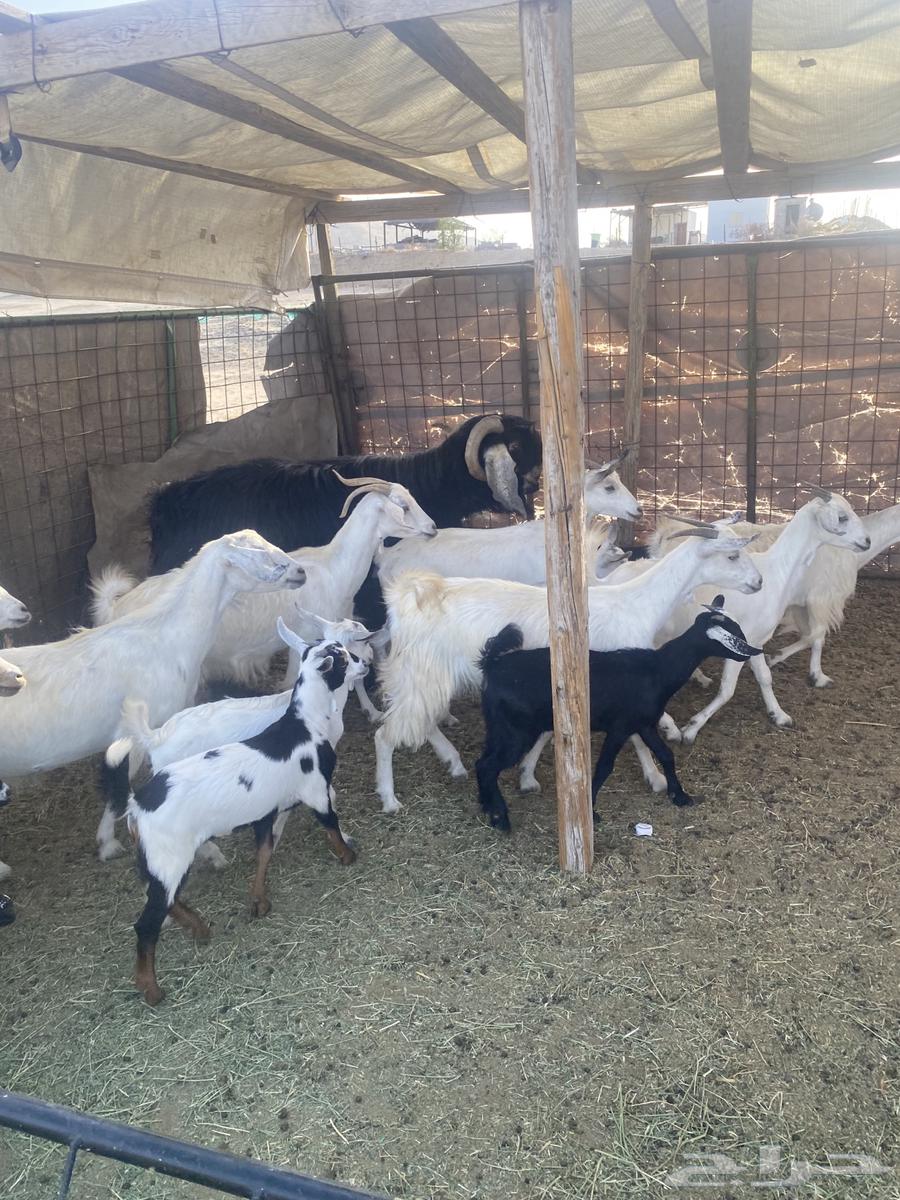 مع ا خلفات صغار تم البيع64464280537601114