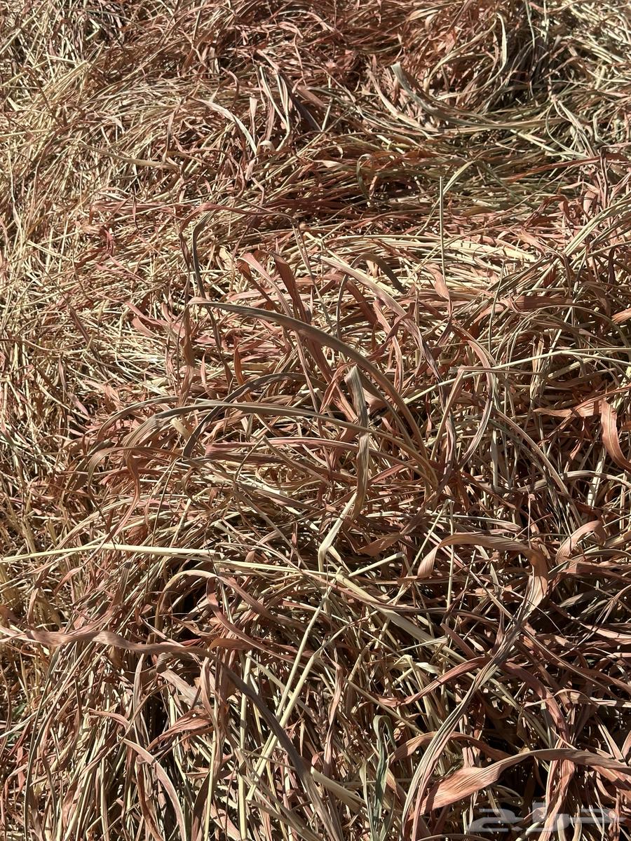 Clean and good-smelling Jizan dates64460352146051110