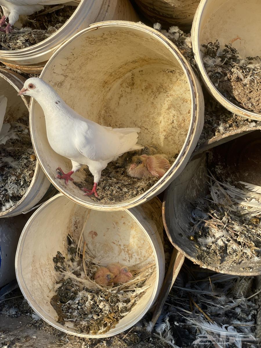 حمام مشكل للبيع64461787349377111