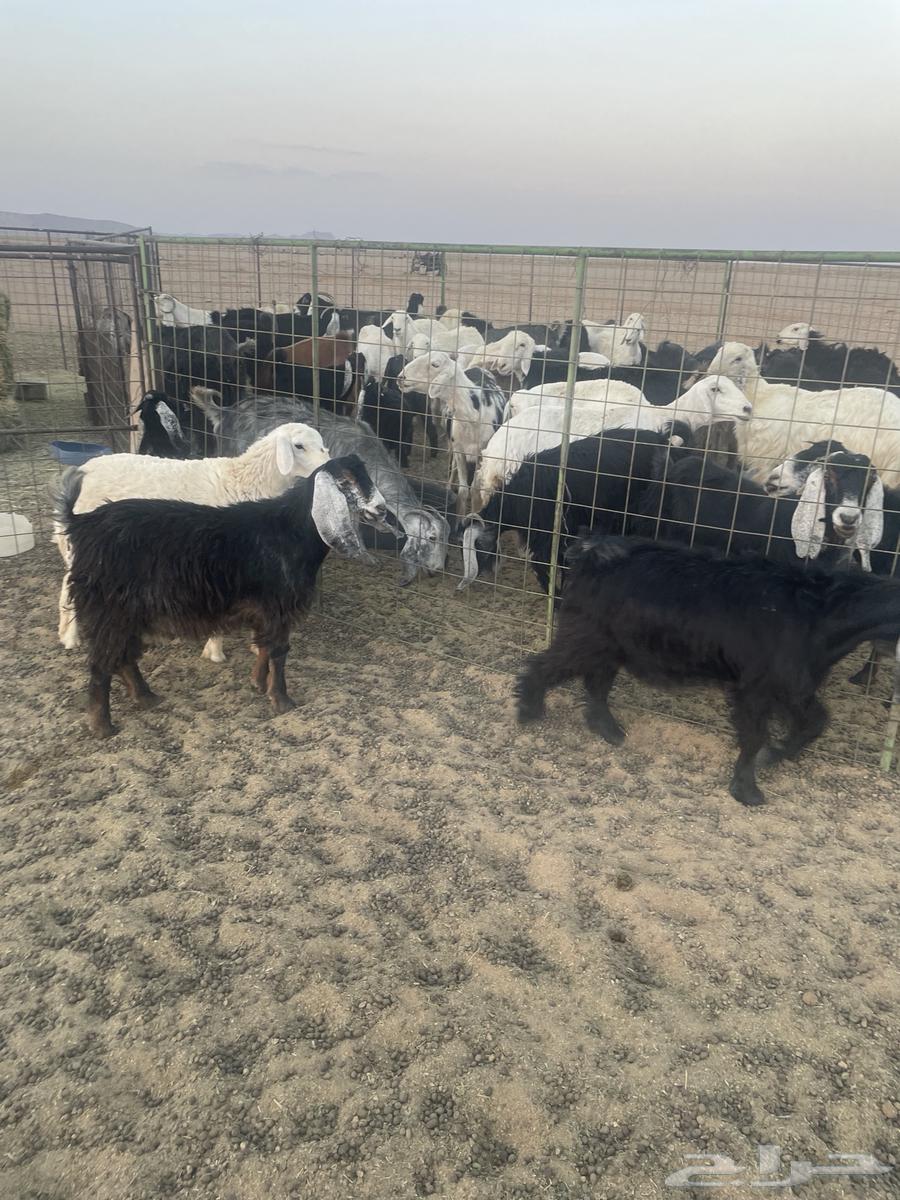 جفرات ورخل حريه مقاني64462212352258112