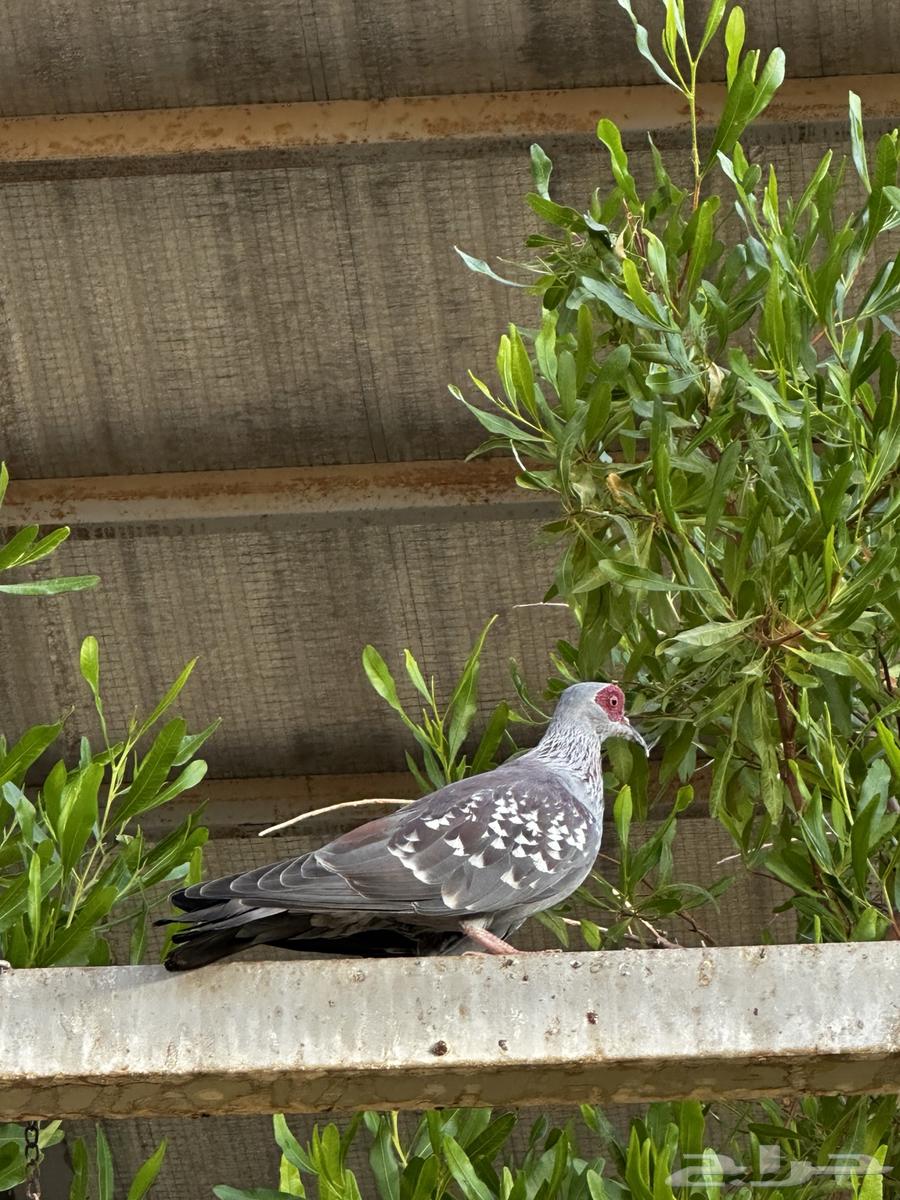 للبيع حمام قماري ابو جفن64460051324291110