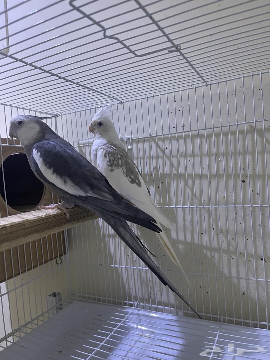 زوج كروان تم اللبيع64462541109506111